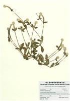 藏品(假千日紅)的圖片